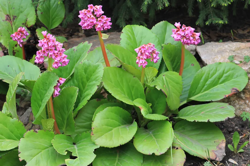 Бадан толстолистный Bergenia crassifolia