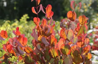 Багряник японский японский Cercidiphyllum japonicum