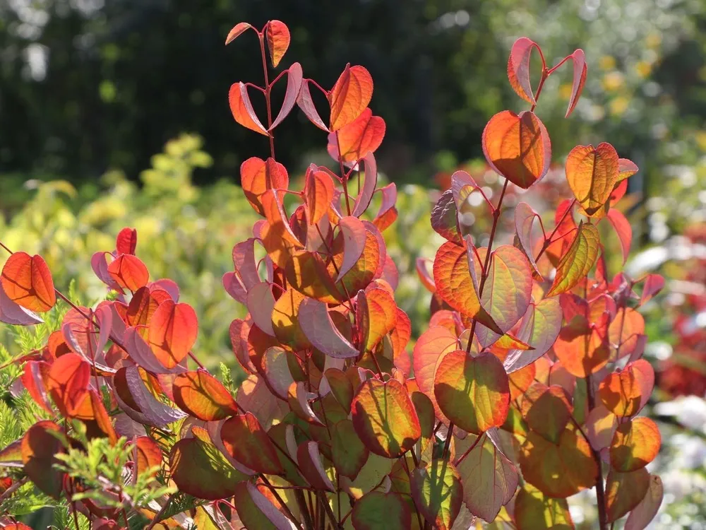 Багряник японский японский Cercidiphyllum japonicum