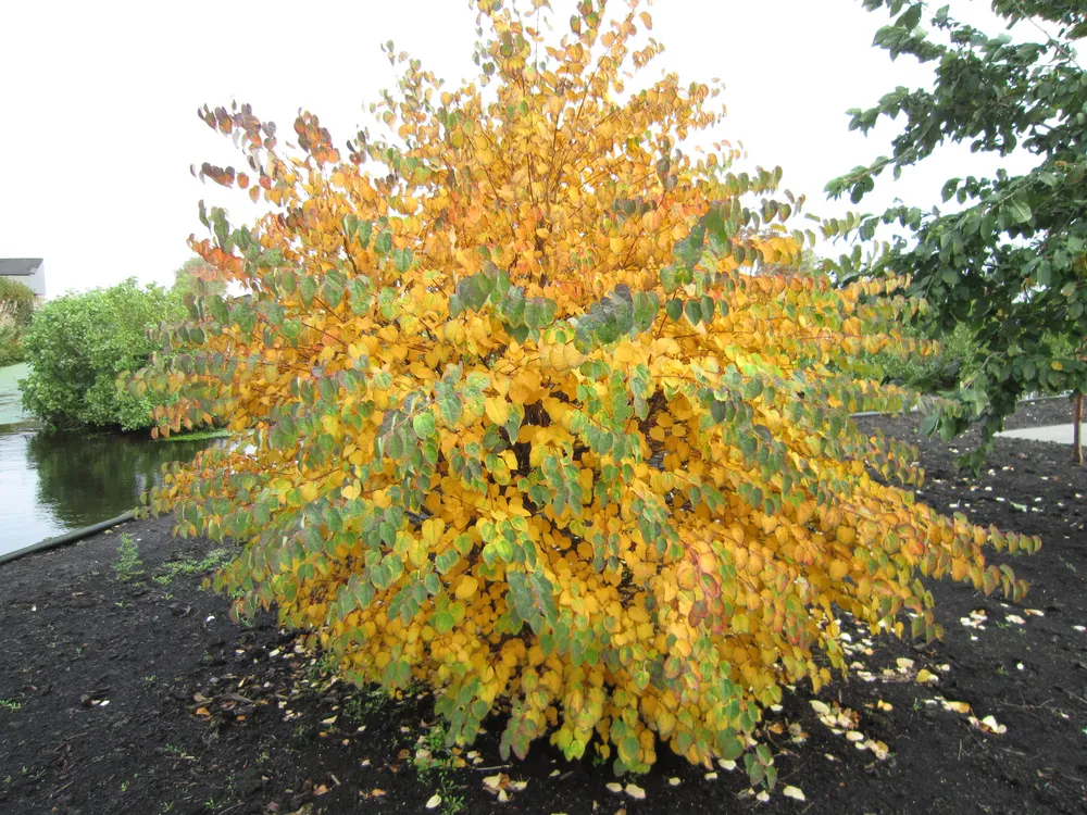 Багрянник японский Cercidiphyllum japonicum