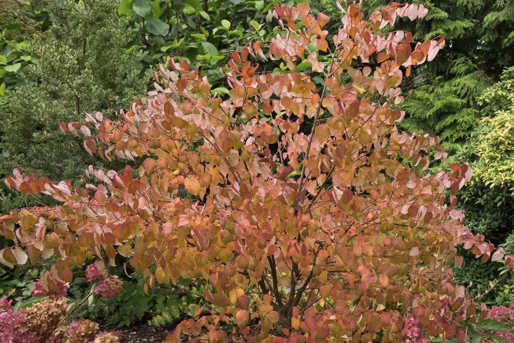 Багрянник японский Cercidiphyllum japonicum p9