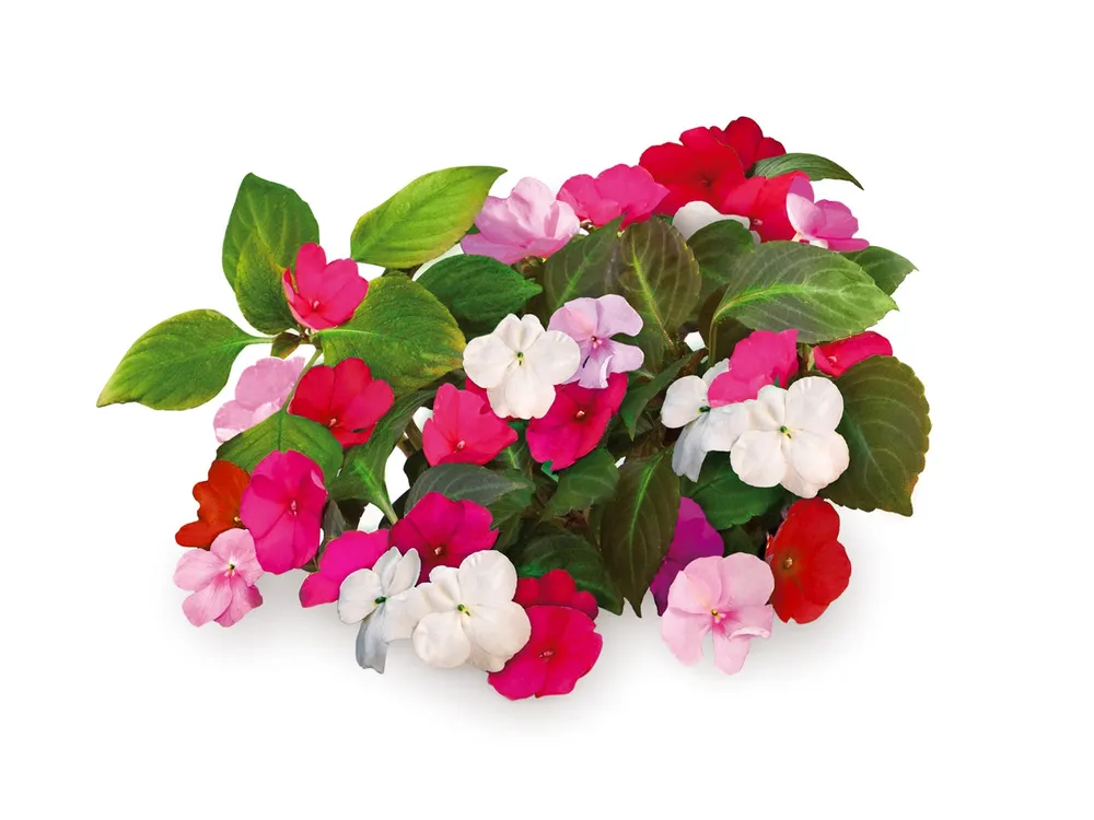 Бальзамин Уоллера Impatiens walleriana