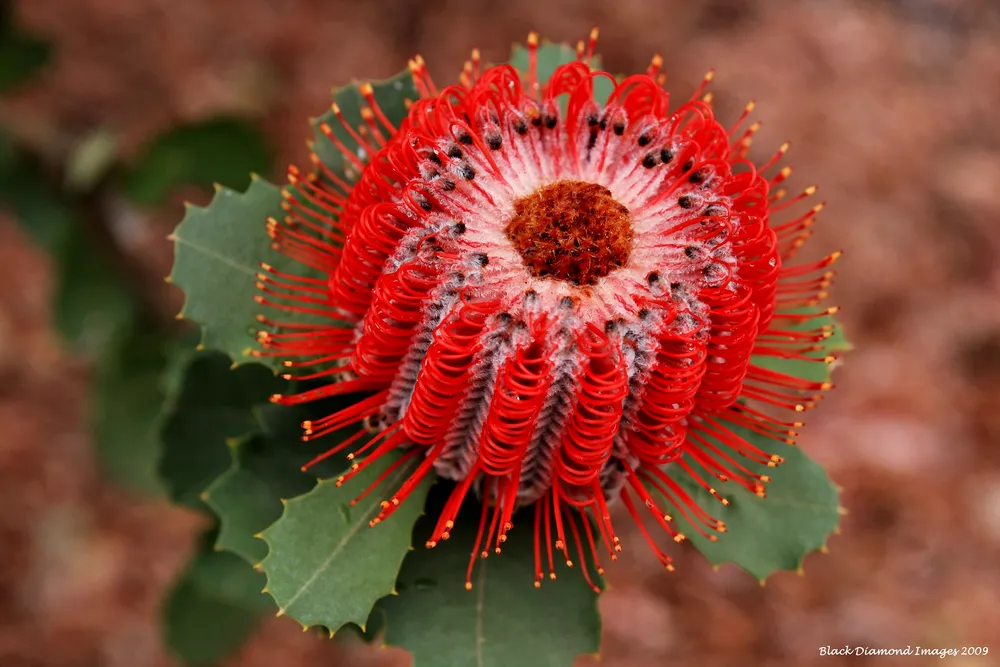 Банксия coccinea