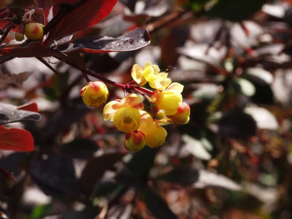 Барбарис обыкновенный Berberis vulgaris