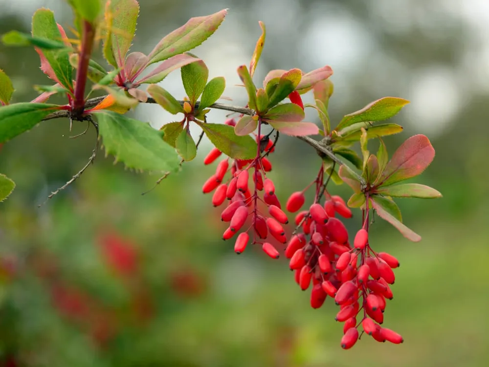 Барбарис обыкновенный Berberis vulgaris