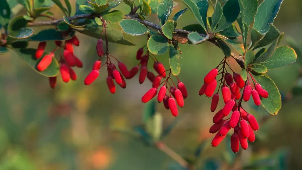 Барбарис обыкновенный Berberis vulgaris l.