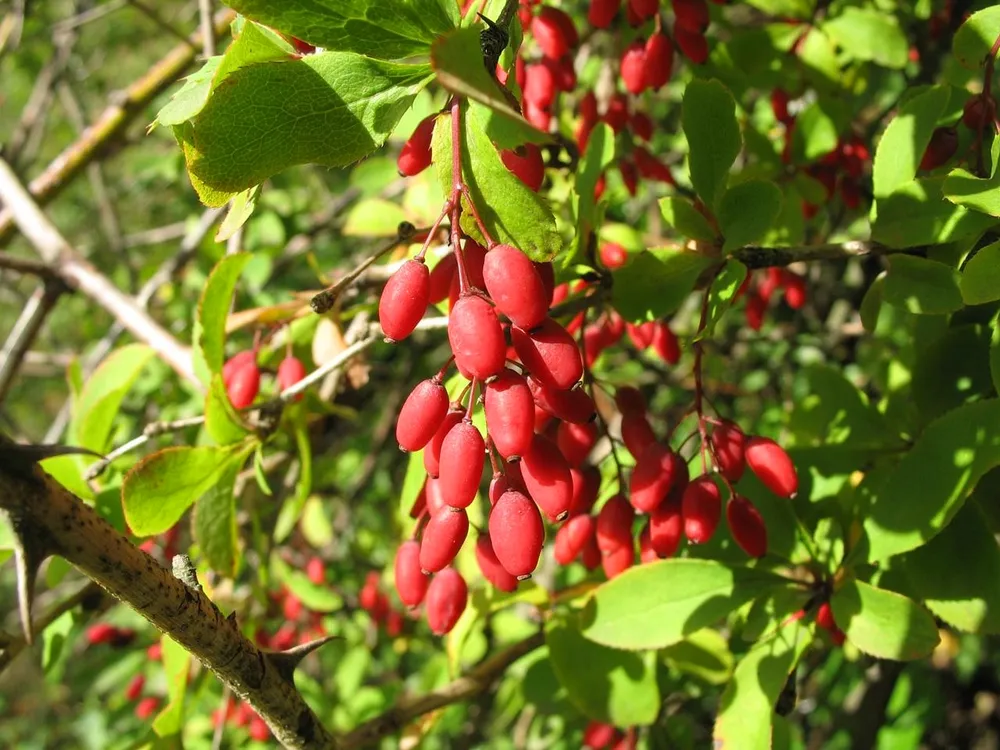 Барбарис обыкновенный - Bеrberis vulgаris.