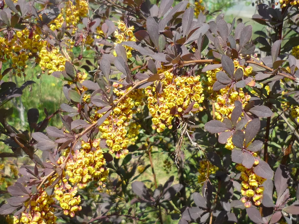 Барбарис оттавский auricoma Аурикома