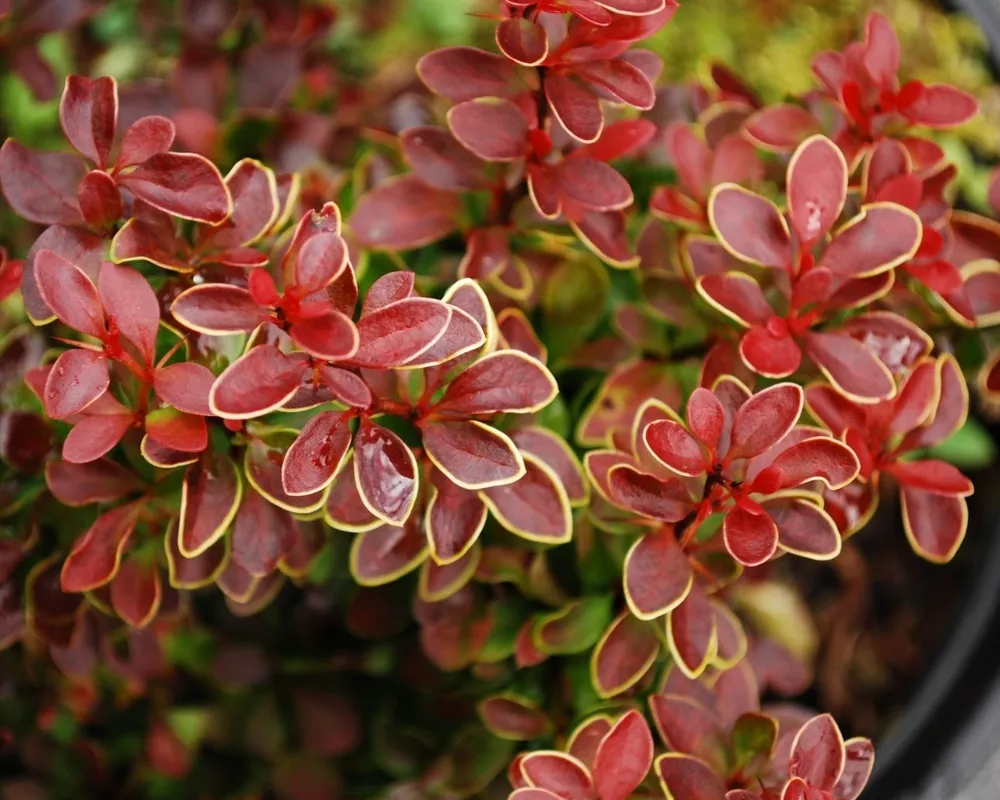 Барбарис Тунберга Berberis thunbergii