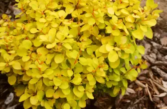 Барбарис Тунберга Berberis thunbergii