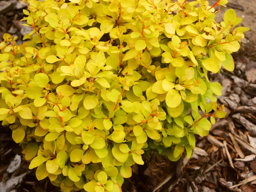 Барбарис Тунберга Berberis thunbergii