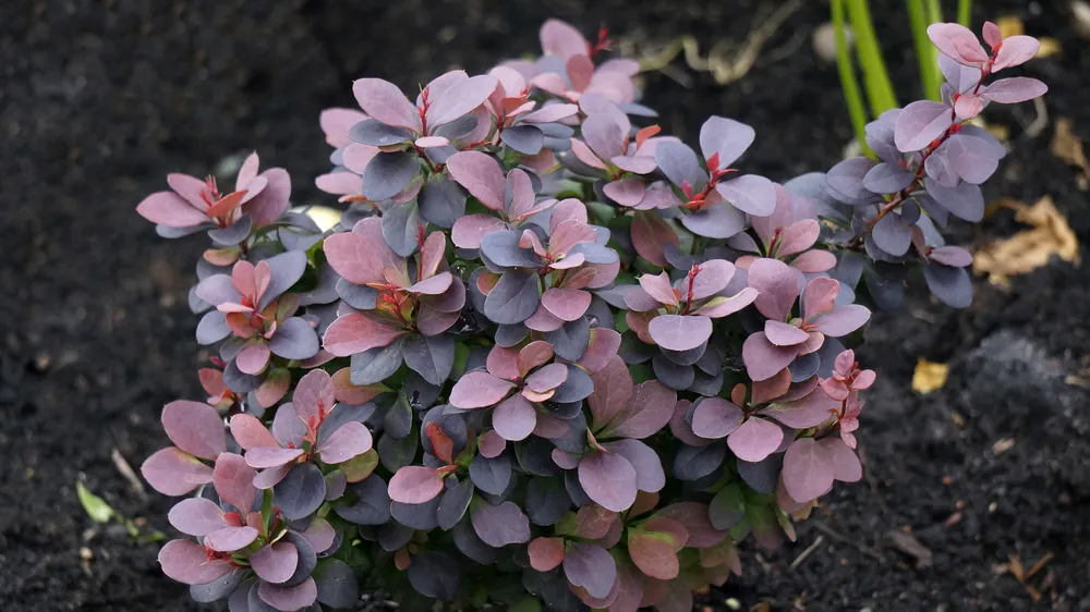 Барбарис Тунберга Berberis thunbergii Concorde