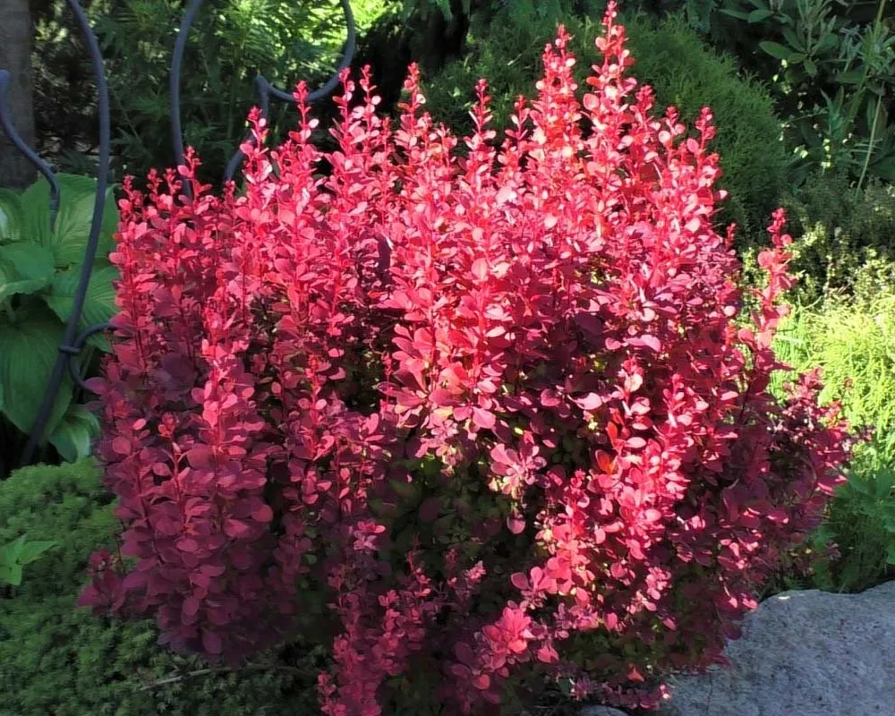 Барбарис Тунберга Berberis thunbergii `Orange Rocket`