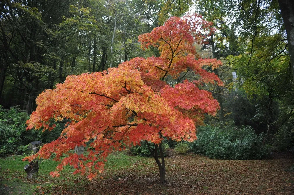 Бархат Амурский -Phellodendron amurense