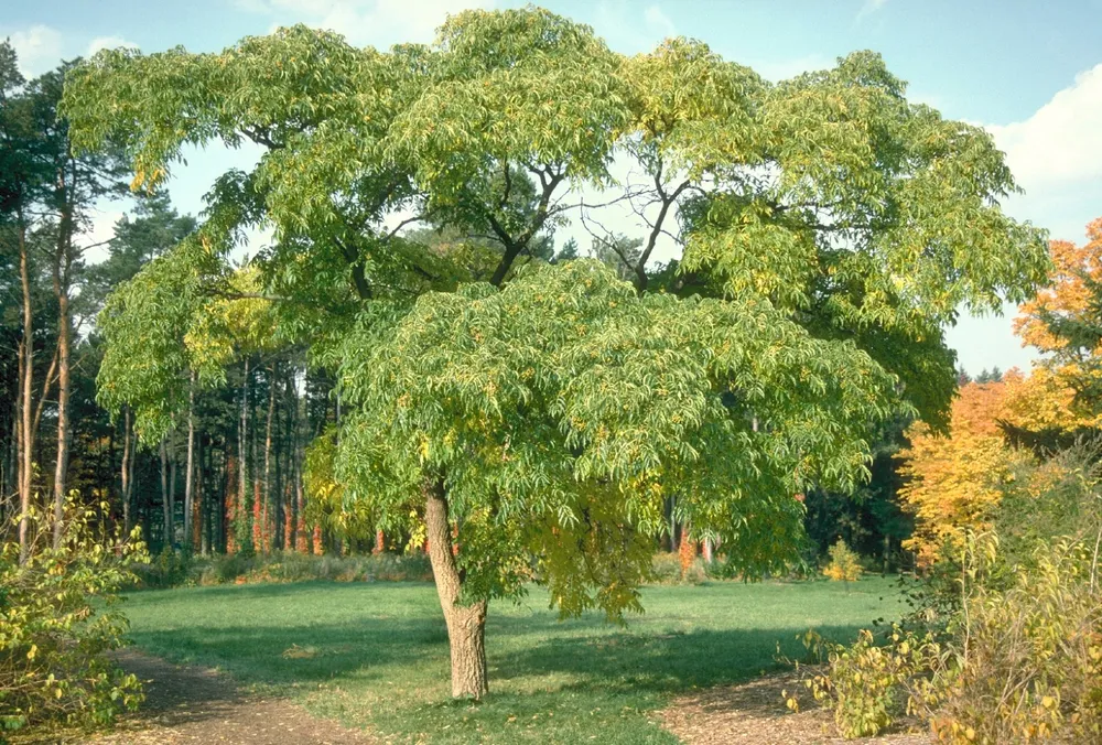 Бархат Амурский -Phellodendron amurense