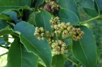 Бархат Амурский – Phellodendron amurense Rupr