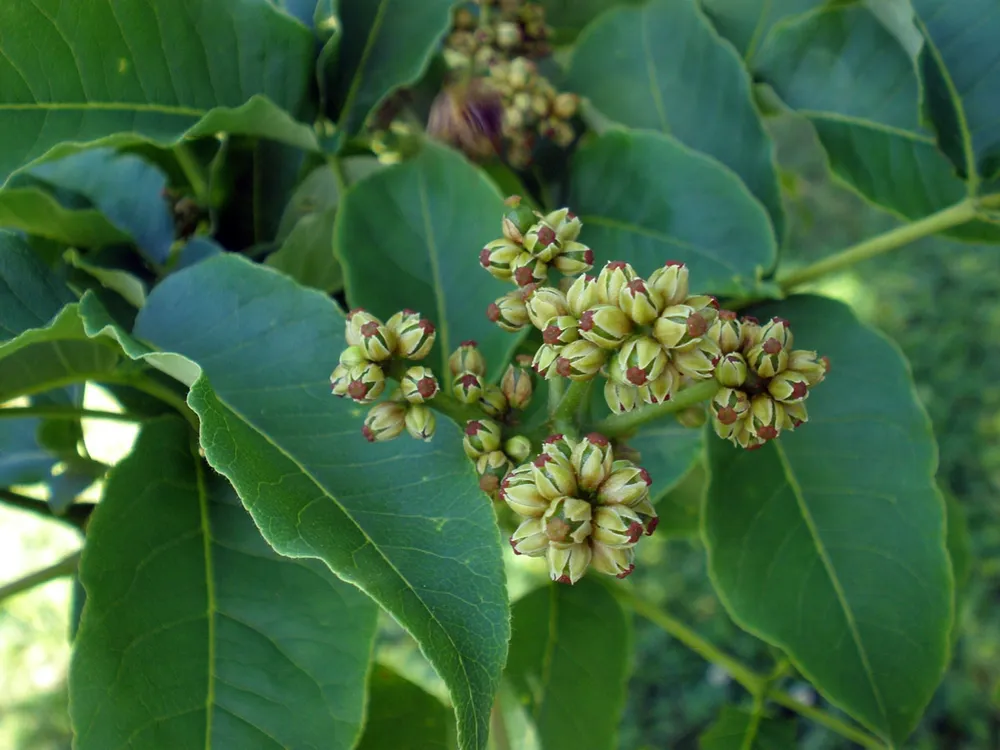 Бархат Амурский – Phellodendron amurense Rupr