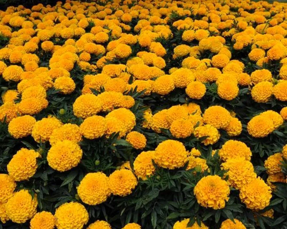 Бархатцы Tagetes erecta