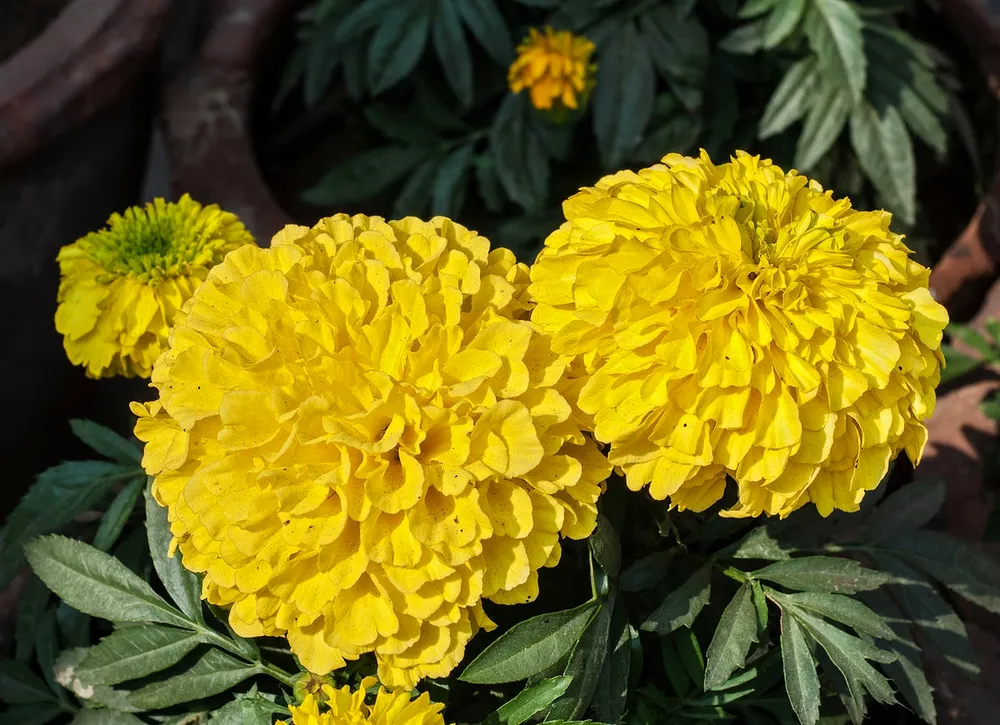 Бархатцы Tagetes erecta