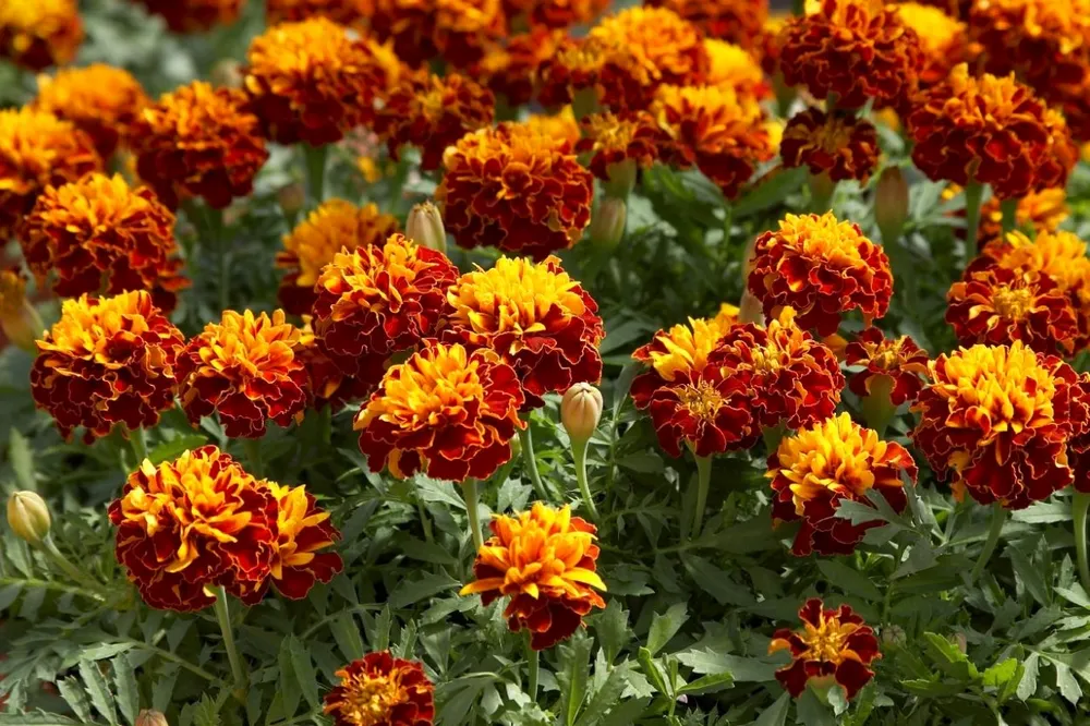 Бархатцы Tagetes erecta