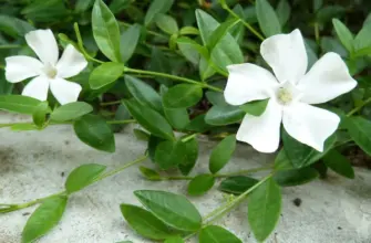 Барвинок Vinca Minor Alba