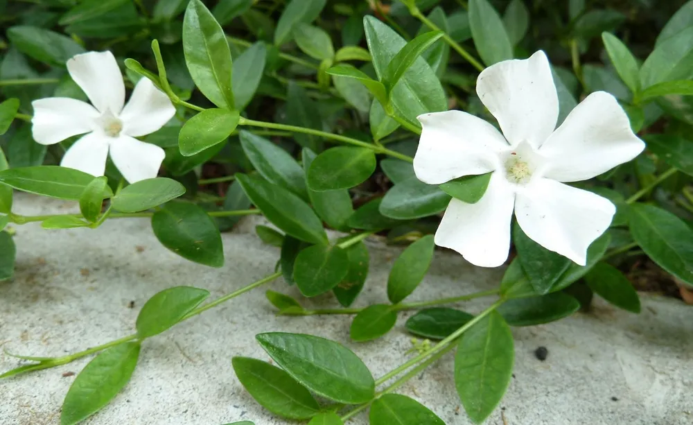 Барвинок Vinca Minor Alba