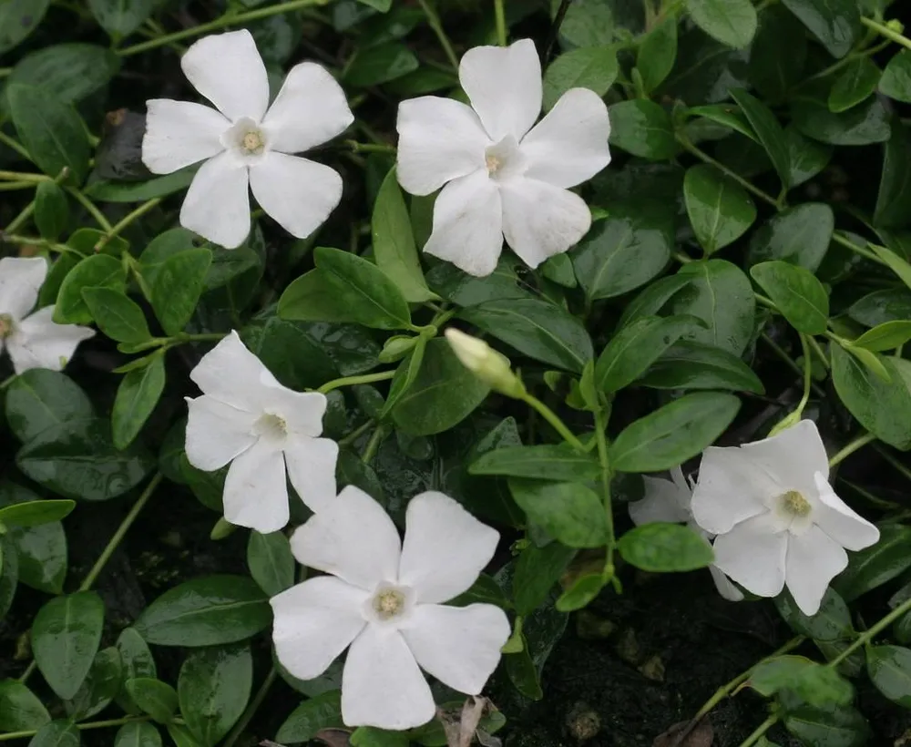 Барвинок Vinca Minor Alba