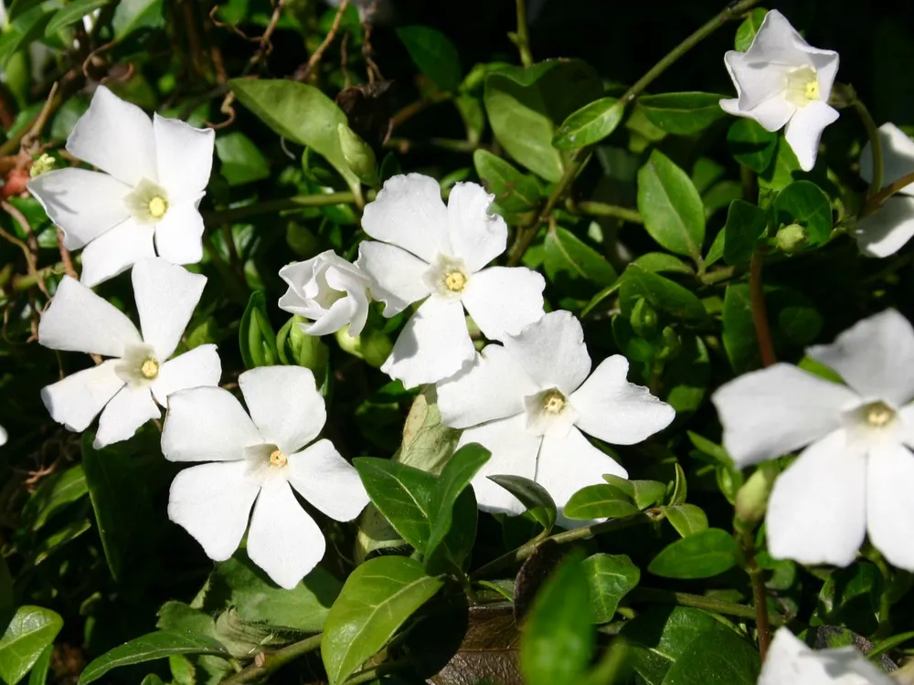 Барвинок Vinca Minor Alba