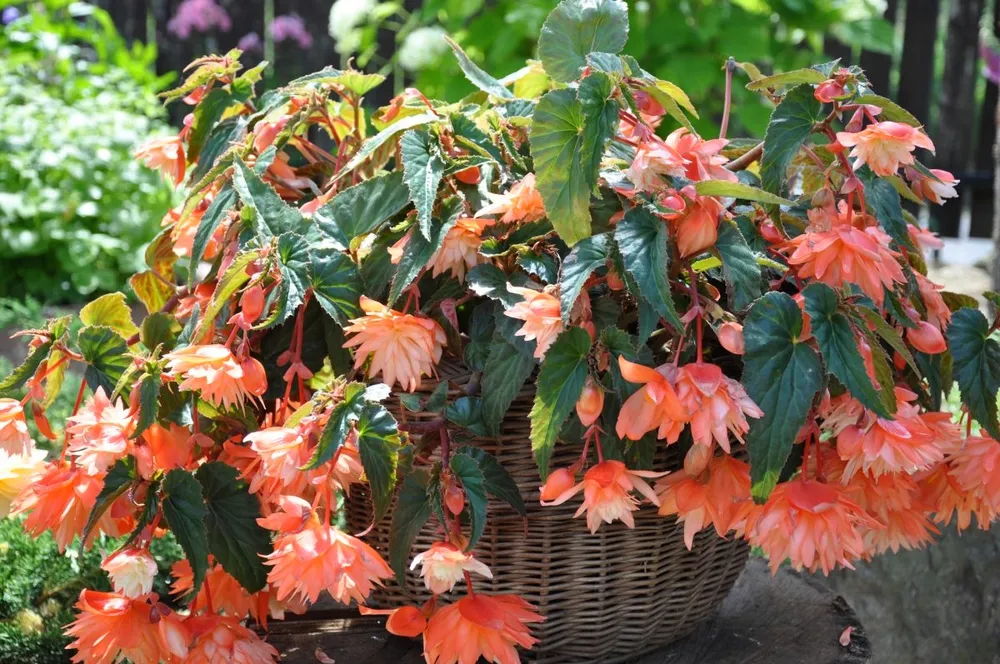 Begonia ampelnaya