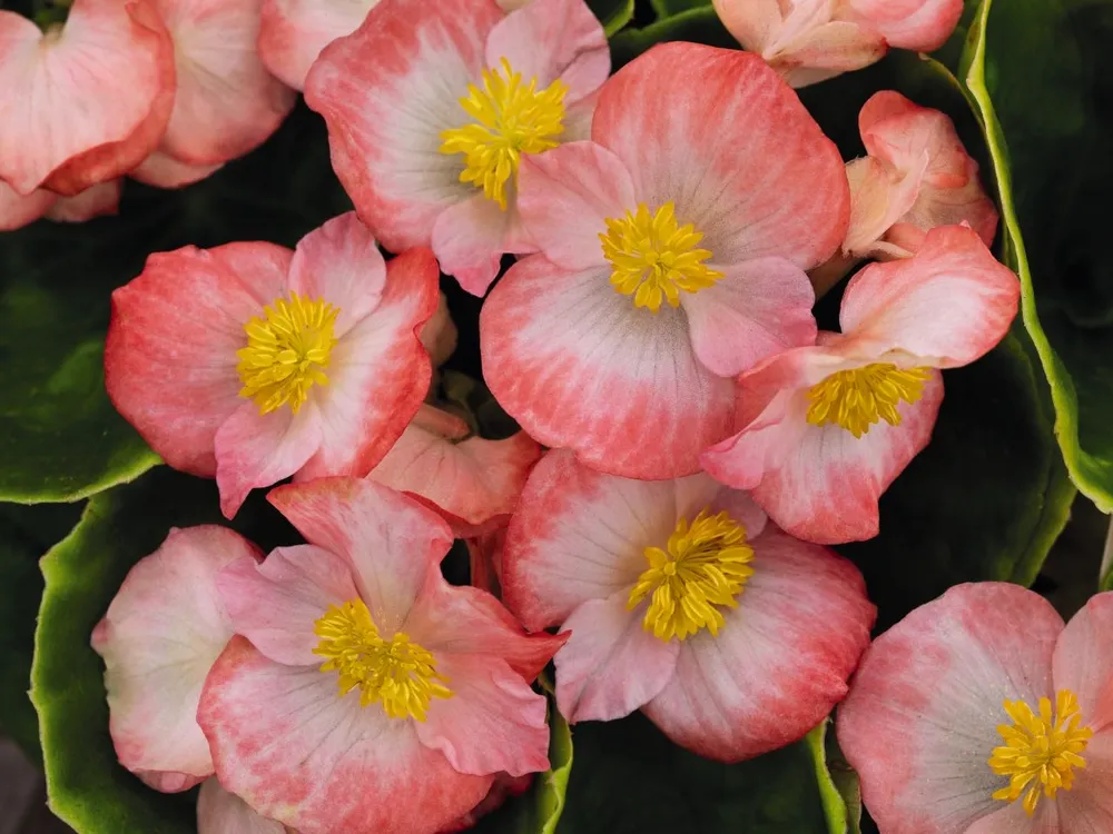 Begonia semperflorens