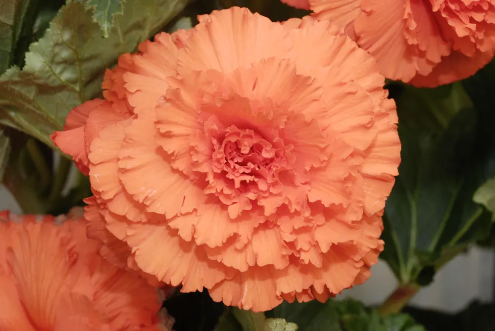 Бегония AMERIHYBRID Ruffled Apricot