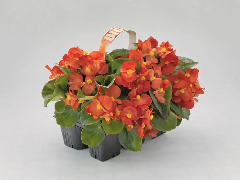 Бегония вечноцветущая Begonia semperflorens