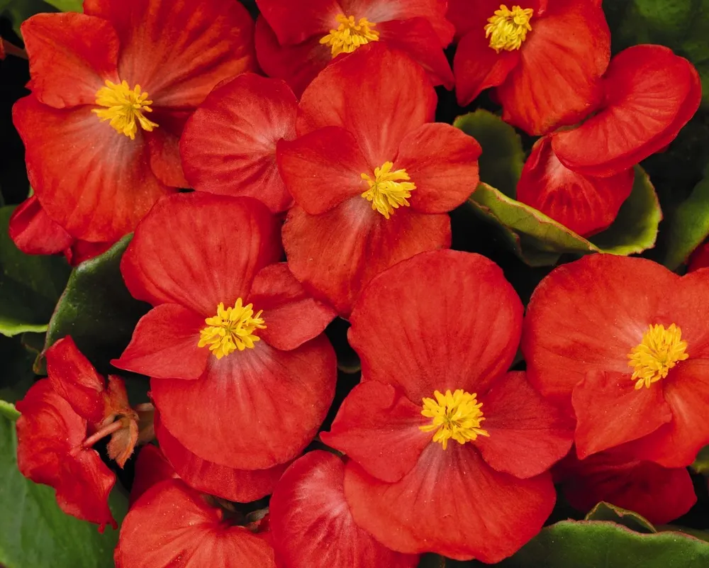 Бегония вечноцветущая Begonia semperflorens