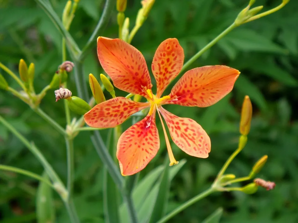 Беламканда китайская Belamcanda chinensis