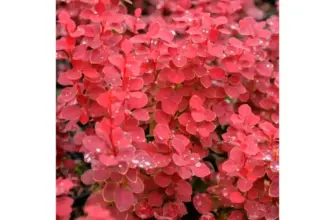 Berberis thunbergii Chiquita