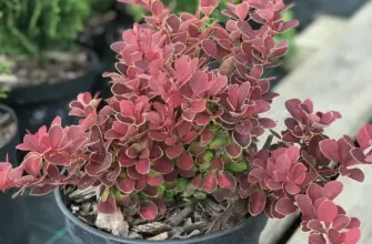 Berberis thunbergii Ruby Star