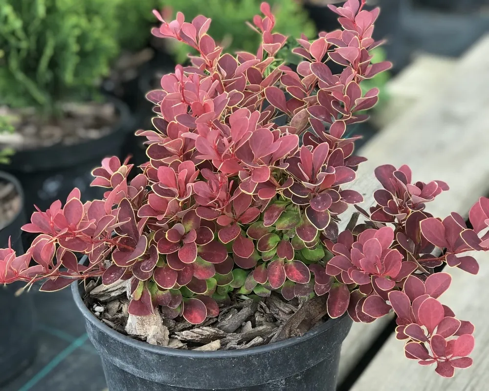 Berberis thunbergii Ruby Star