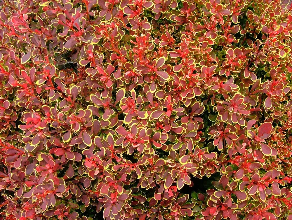 Berberis thunbergii Ruby Star