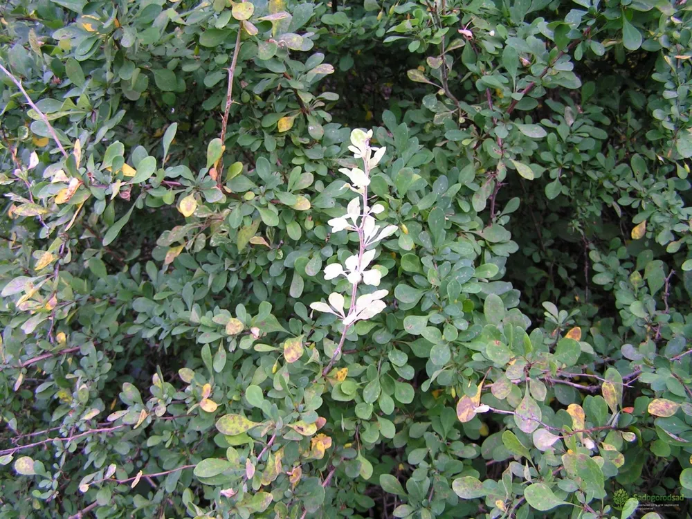 Berberis thunbergii Silver Beauty