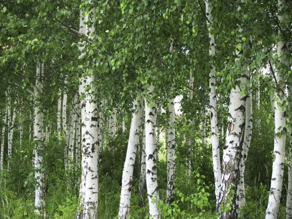 Береза Betula Alba