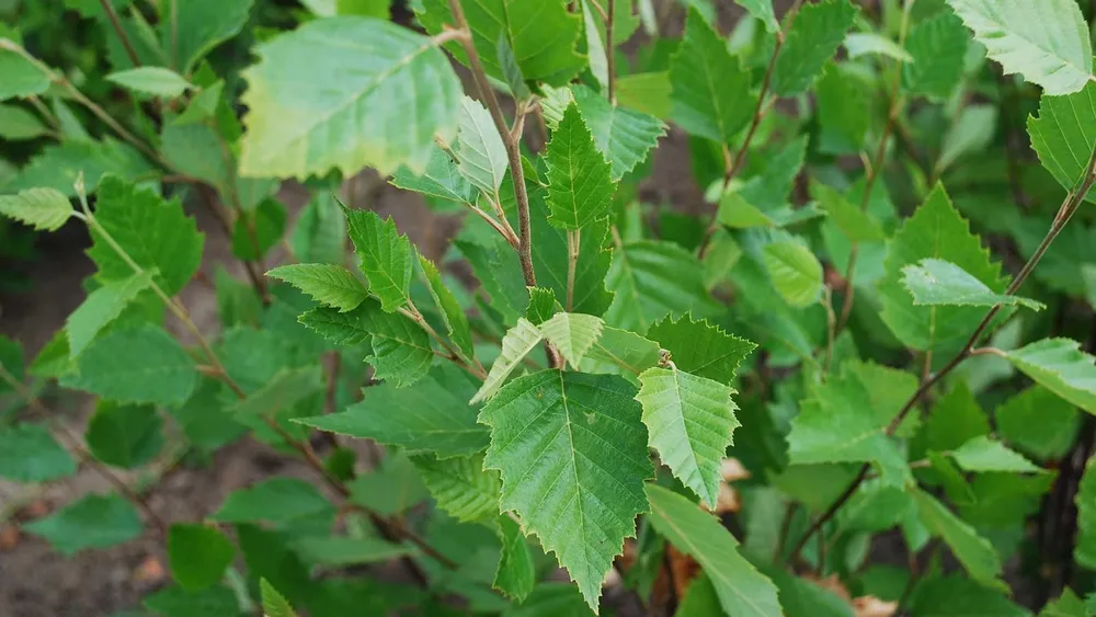 Береза черная Betula nigra