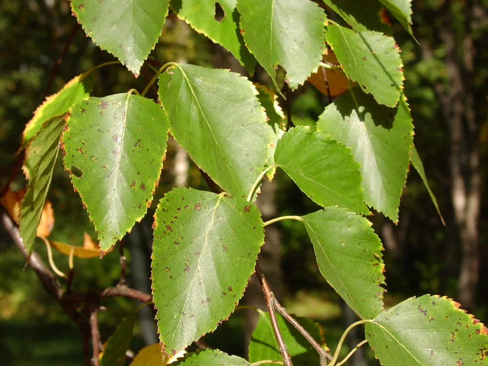 Береза Даурская Betula dahurica