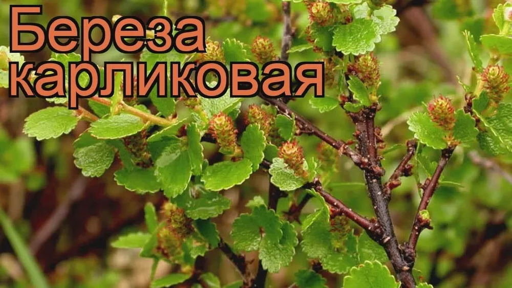 Береза карликовая Betula Nana