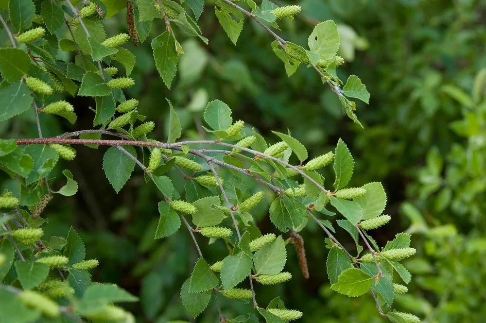 Береза кустарниковая Betula fruticosa