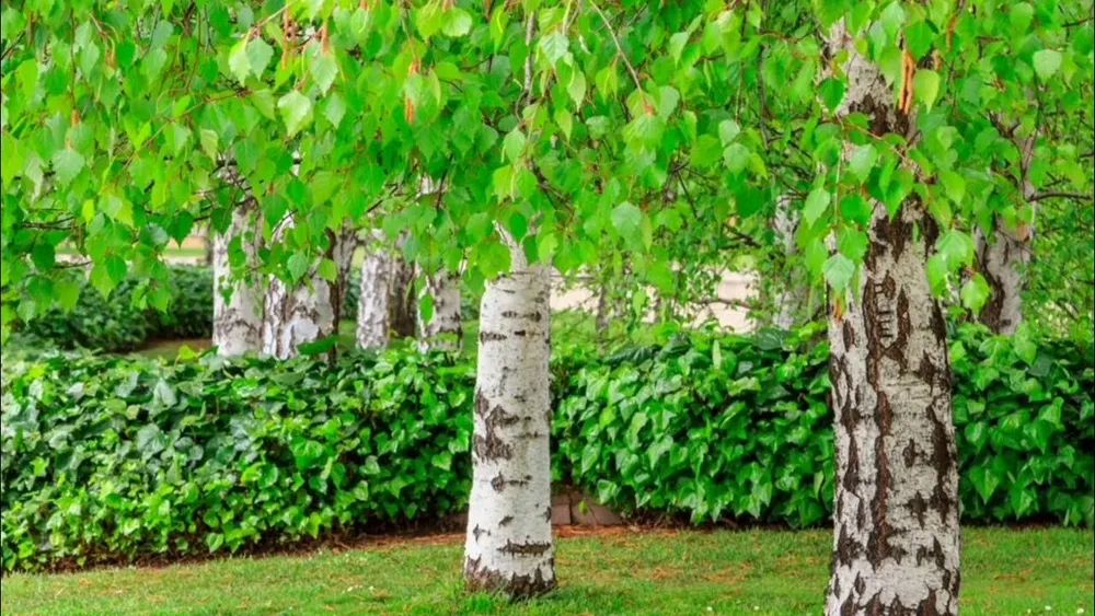 Береза Максимовича Betula maximowicziana