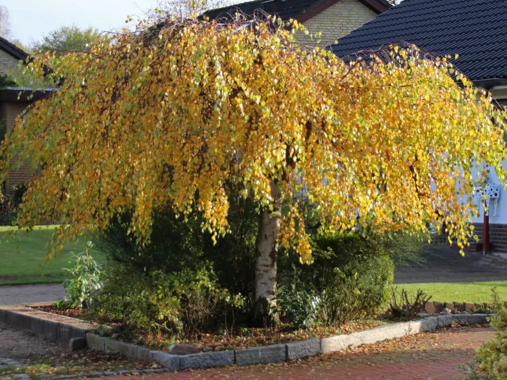 Береза повислая Юнги Betula pendula Youngii