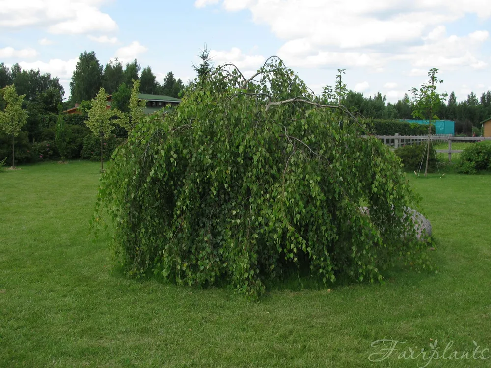 Береза повислая Юнги Betula pendula Youngii