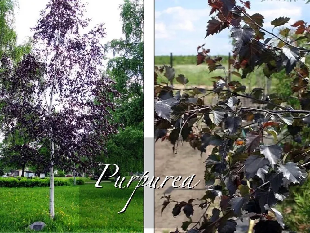 Береза повислая purpurea