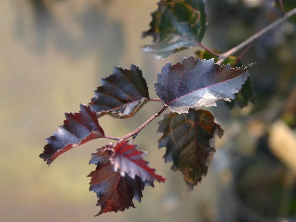 Береза повислая purpurea