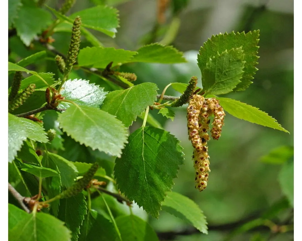 Береза пушистая Betula pubescens